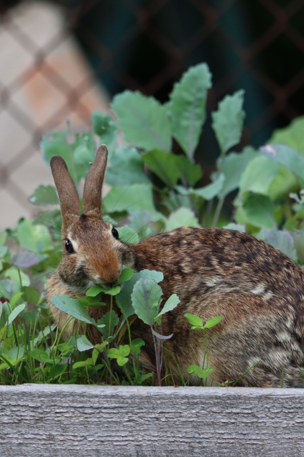 A rabbit eating plants