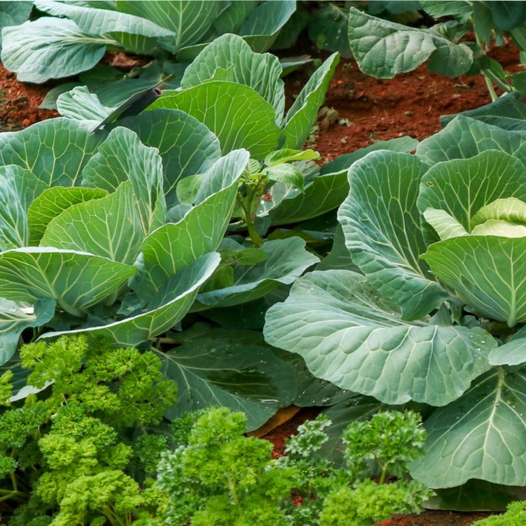 cabbage and carrots growing together - plants to never grow near tomatoes
