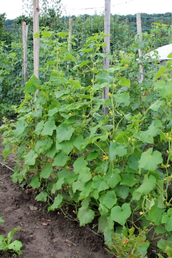 Vining cucumbers - plants to never grow near tomatoes