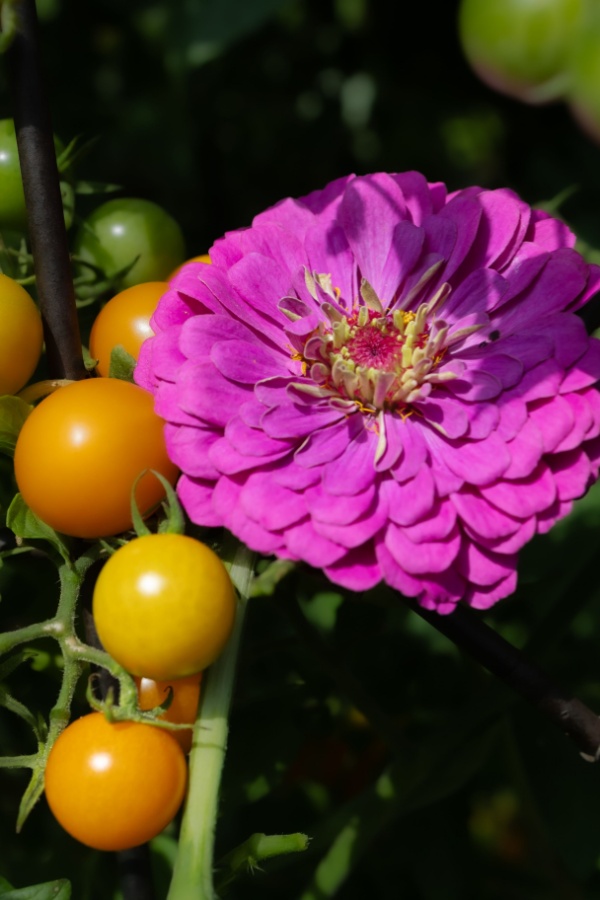 Zinnias and growing tomatoes