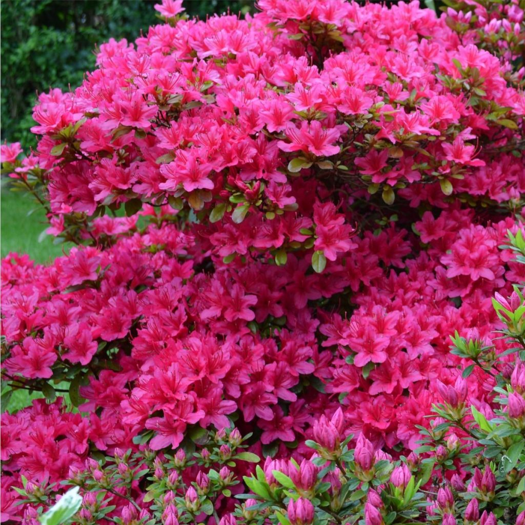 azalea after they bloom