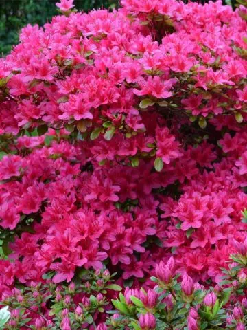 azalea after they bloom