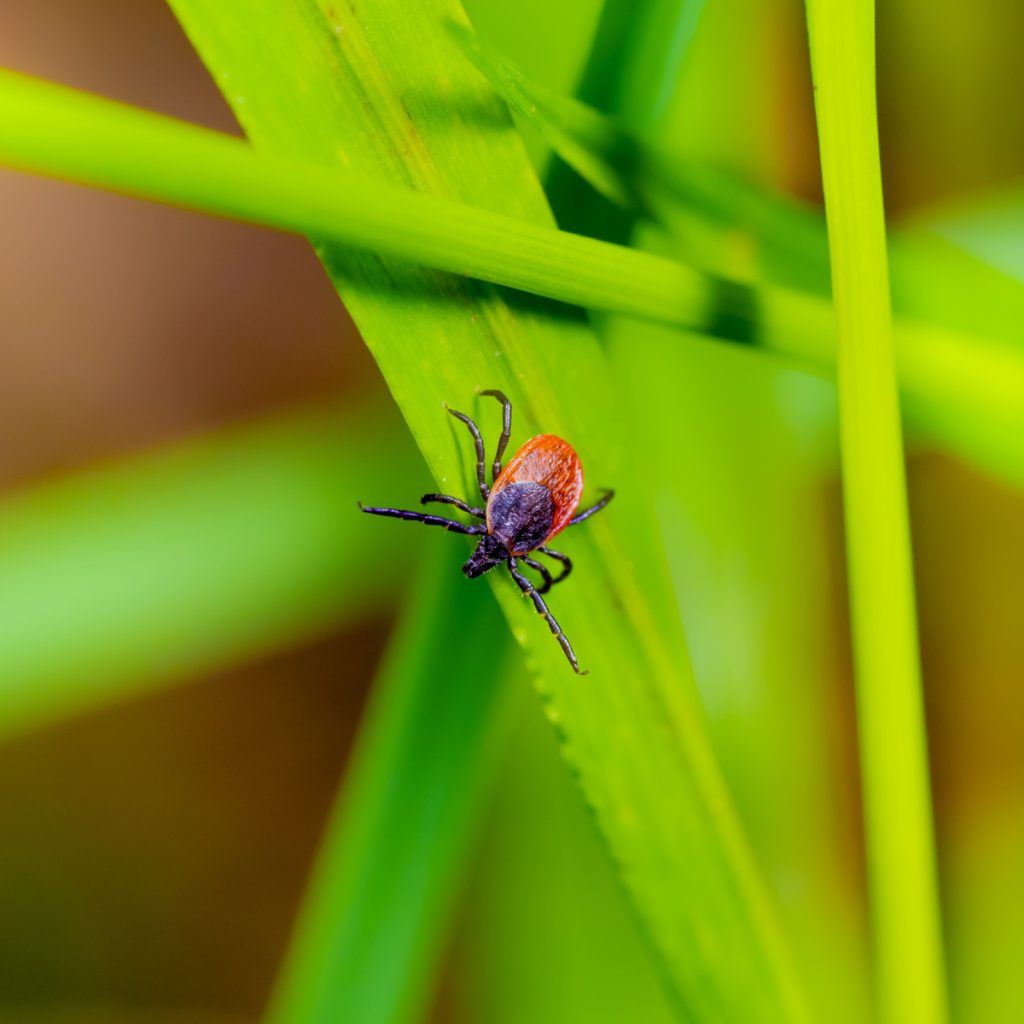 get rid of ticks with neem oil
