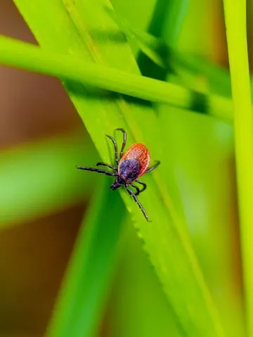 get rid of ticks with neem oil
