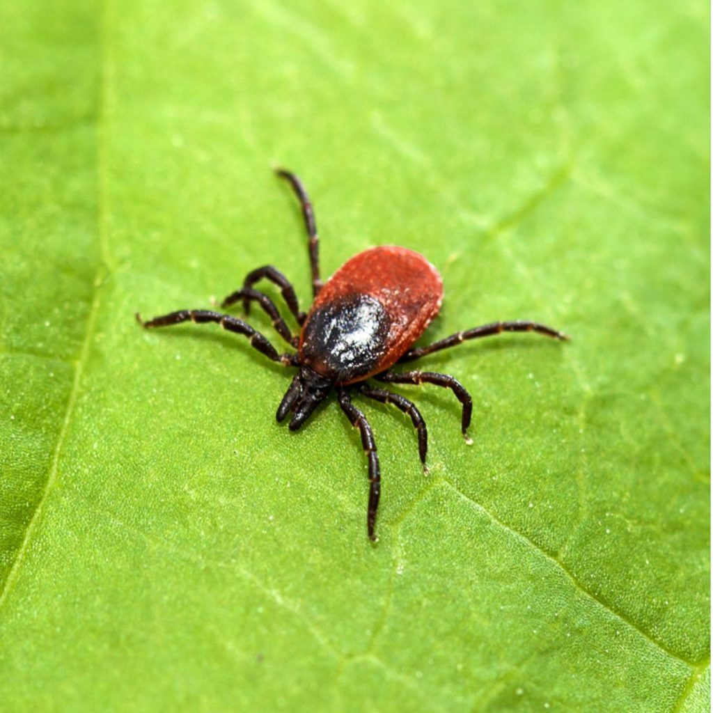 ticks with neem oil
