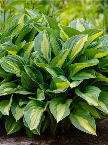 how to fertilize hostas