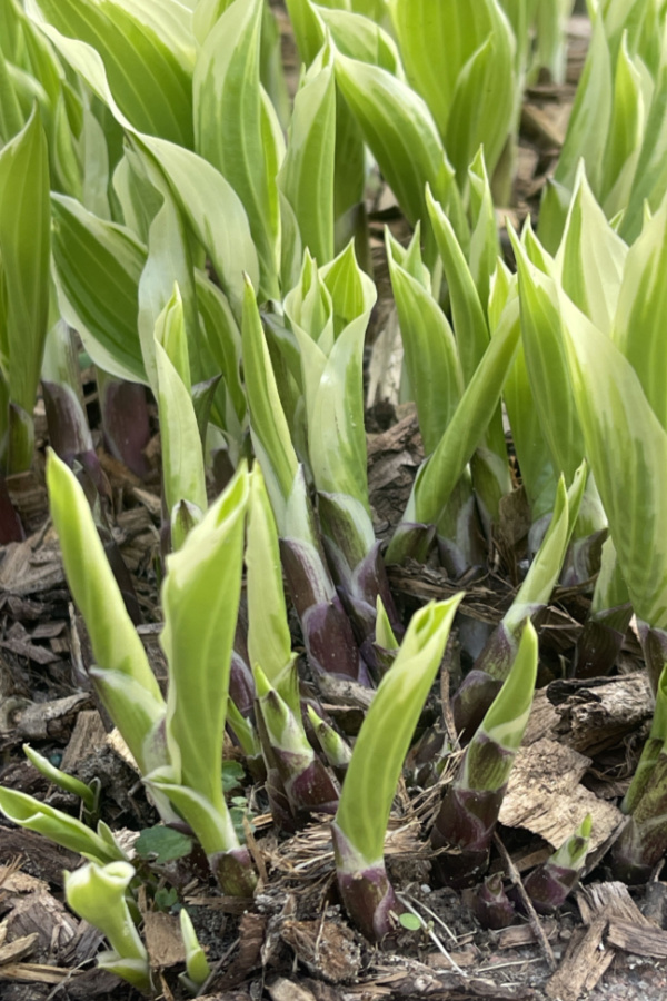 fertilize hostas in spring