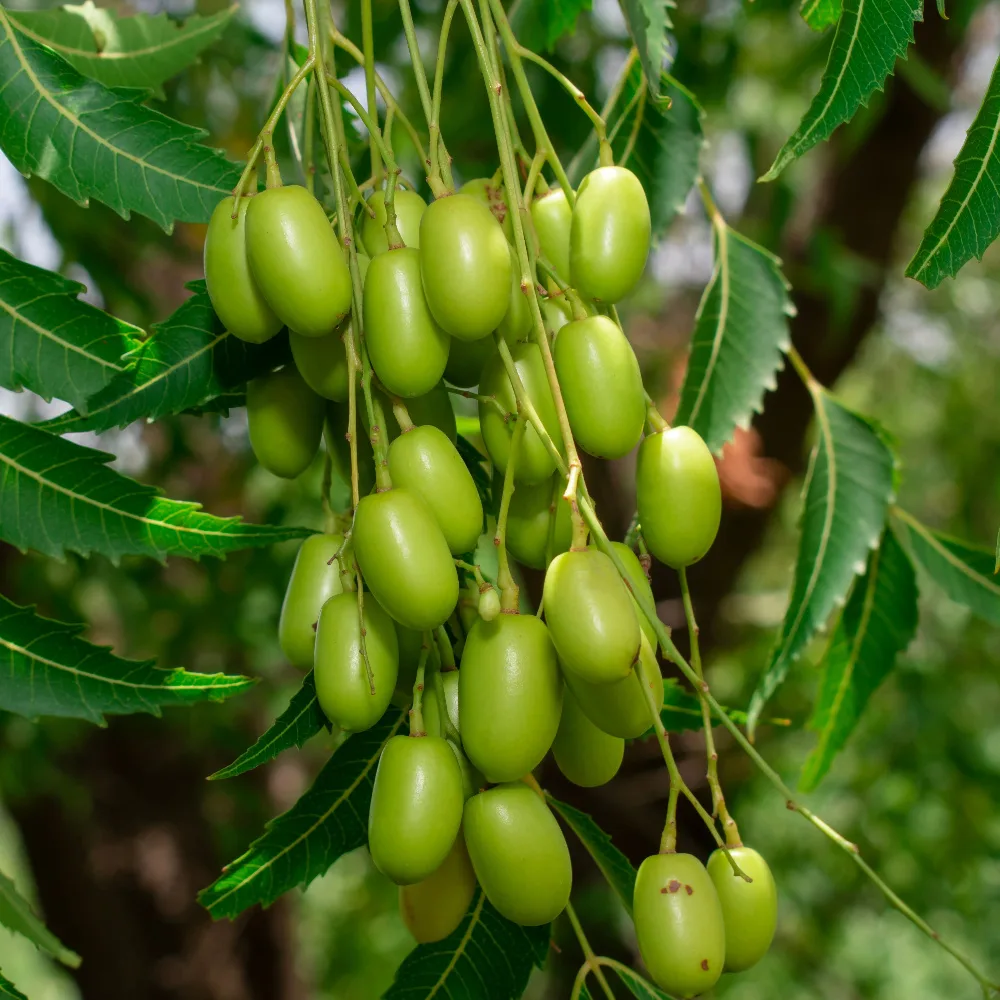 neem oil tree