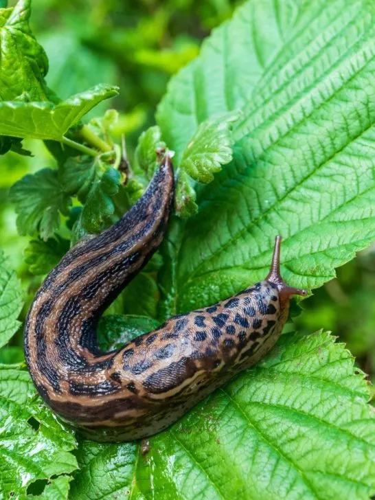get rid of slugs