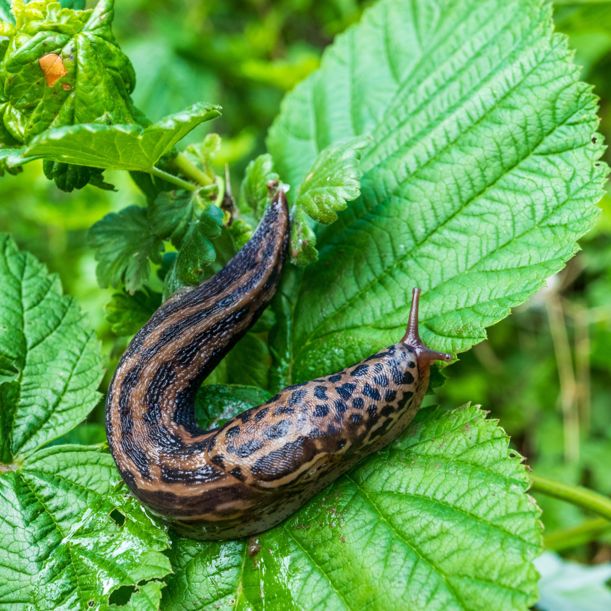 How To Stop Slugs Fast - 4 Secrets To Get Rid Of Slugs For Good!