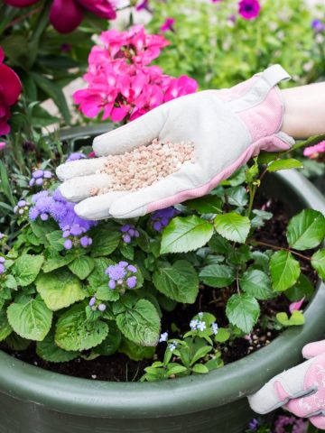 best fertilizers for vegetable plants and flowers