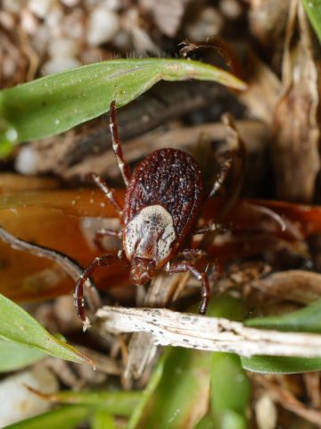 ticks in the yard