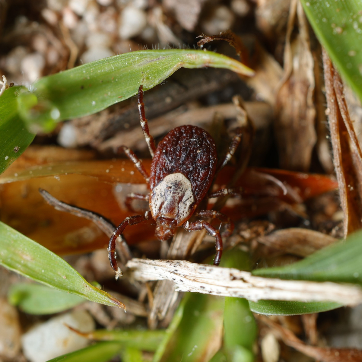 Ticks Windshield How To Get Rid Of Ticks With Neem Oil - Keep Your Yard Safe!
