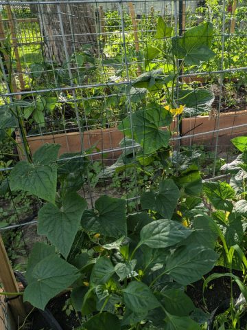 best way to trellis cucumbers