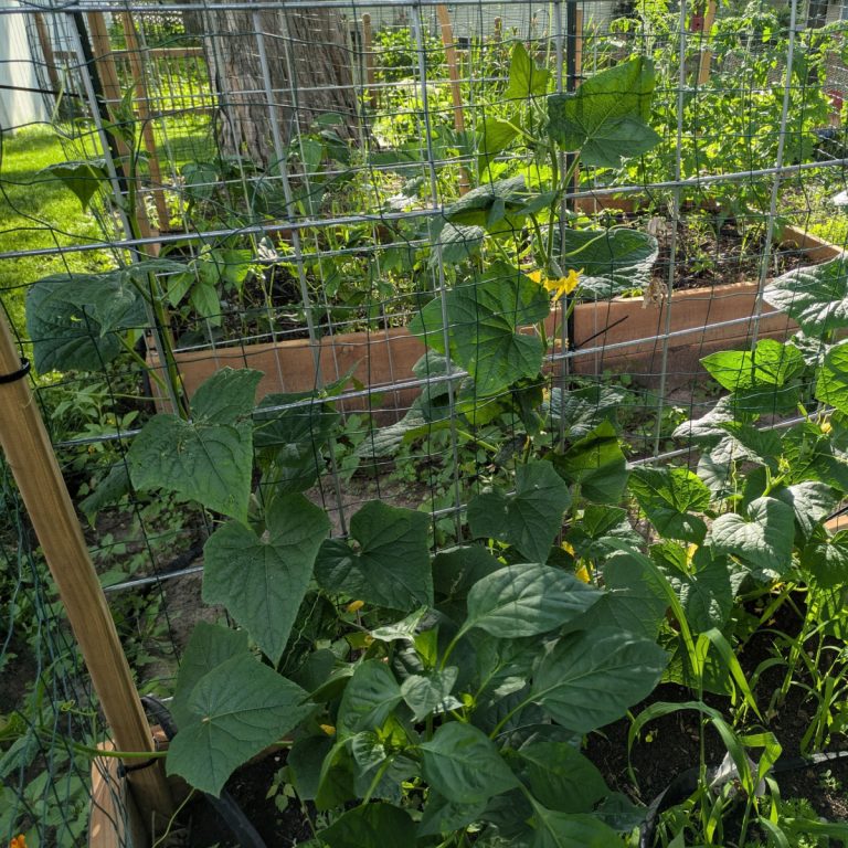 best way to trellis cucumbers