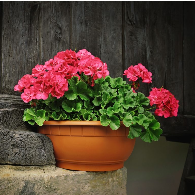 way to fertilize geranium