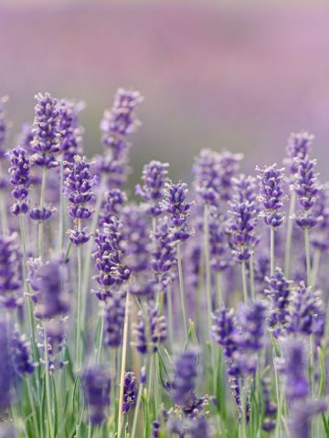 Lavender blooms in a field