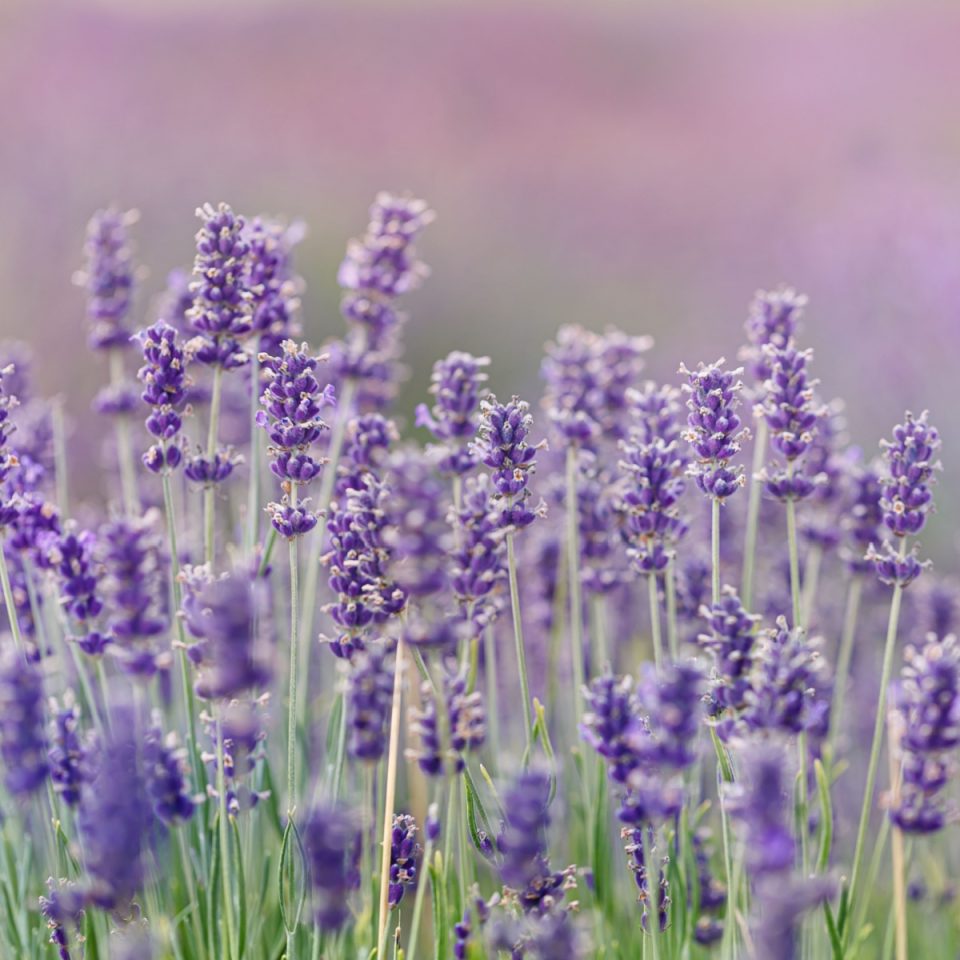 What To Do With Lavender After It Blooms - Get A Second Bloom!