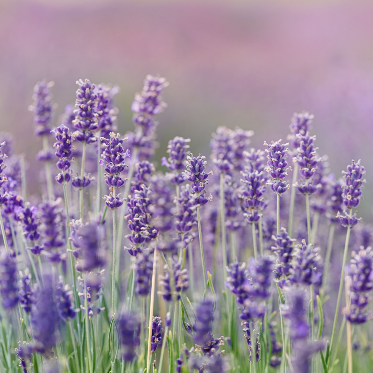 lavender after they bloom Archives Simple Garden Life