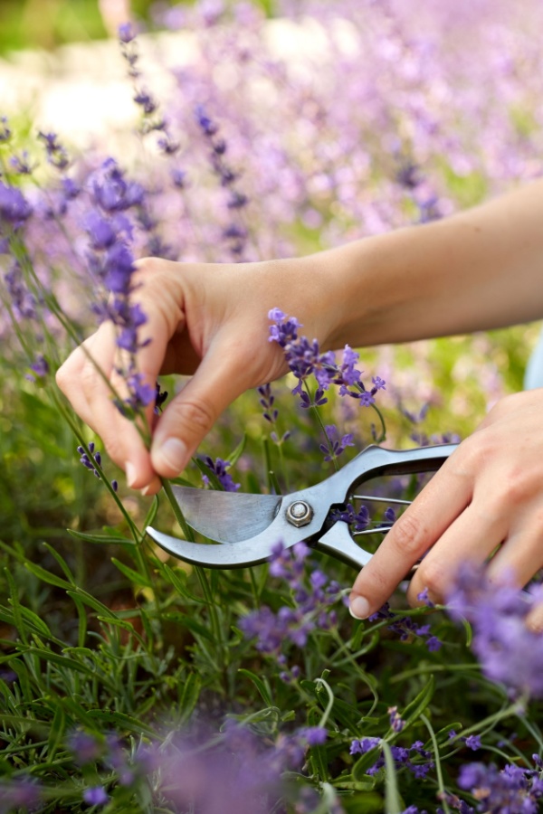 Pruning lavender blooms