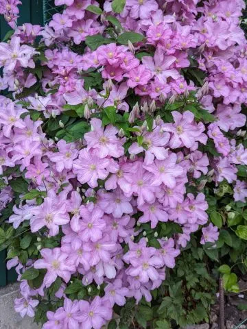 Clematis with loads of purple blooms