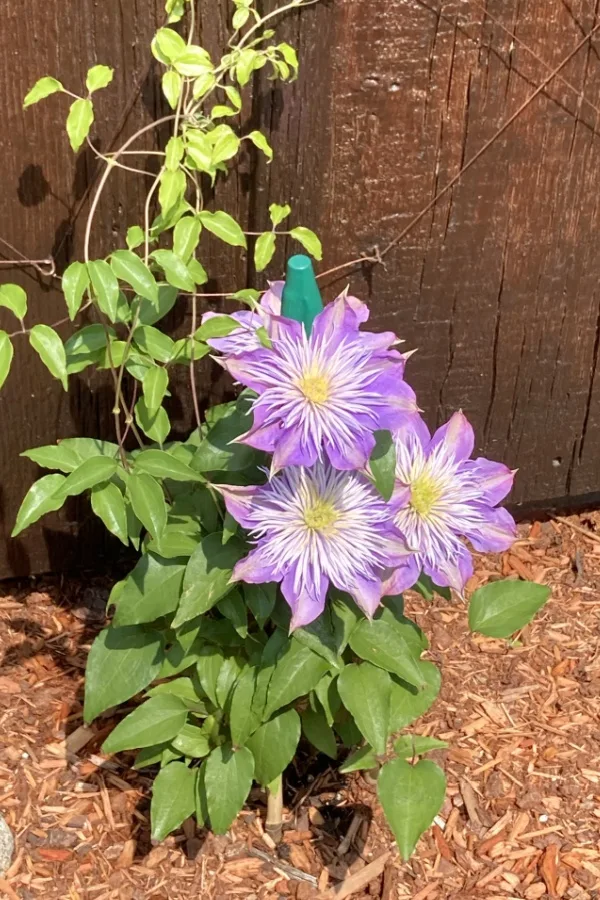 Mulch around a blooming clematis plant