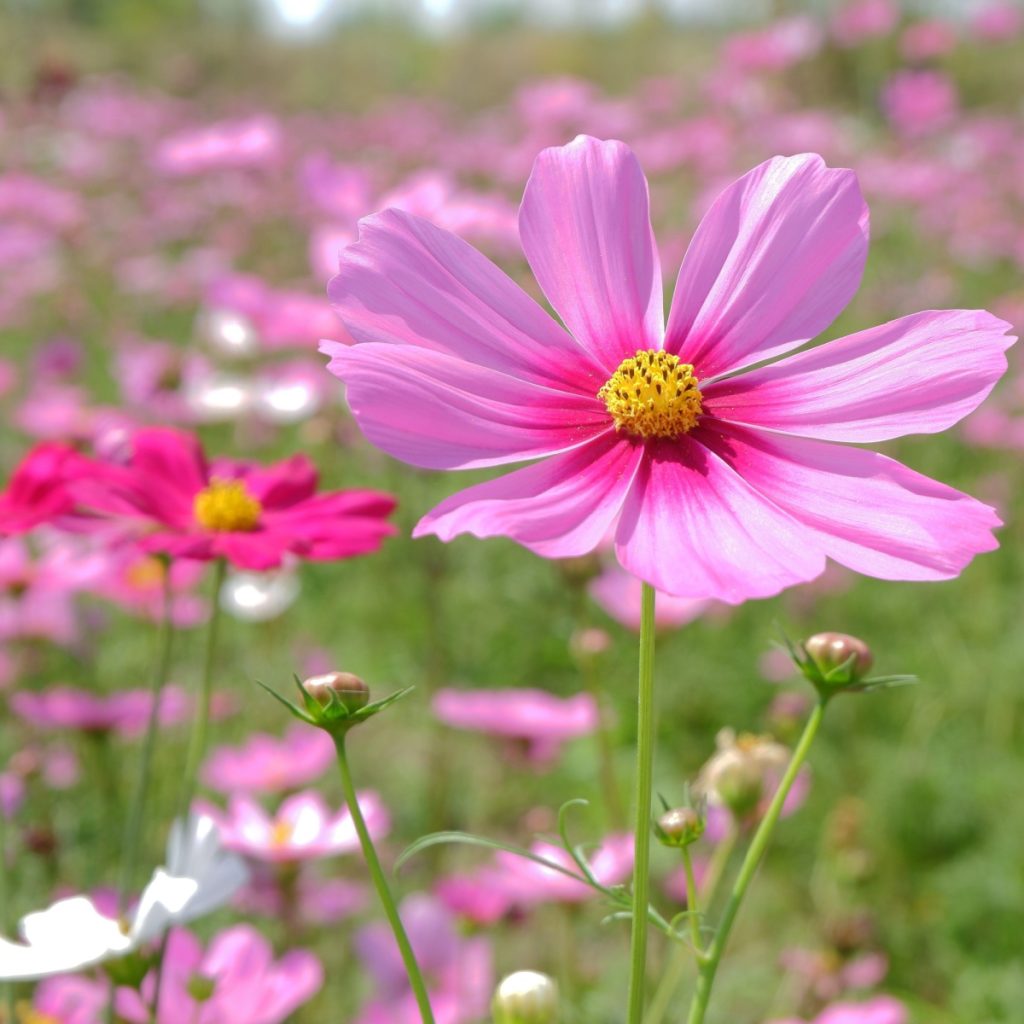 Blooming Cosmos Flowers in pink shades