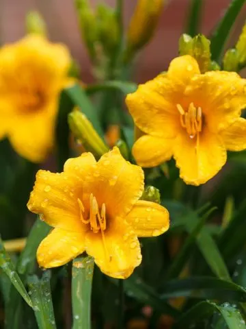 Caring for daylilies after they are done blooming