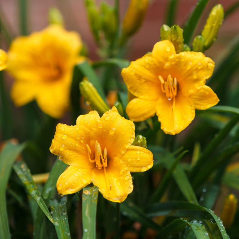 Caring for daylilies after they are done blooming