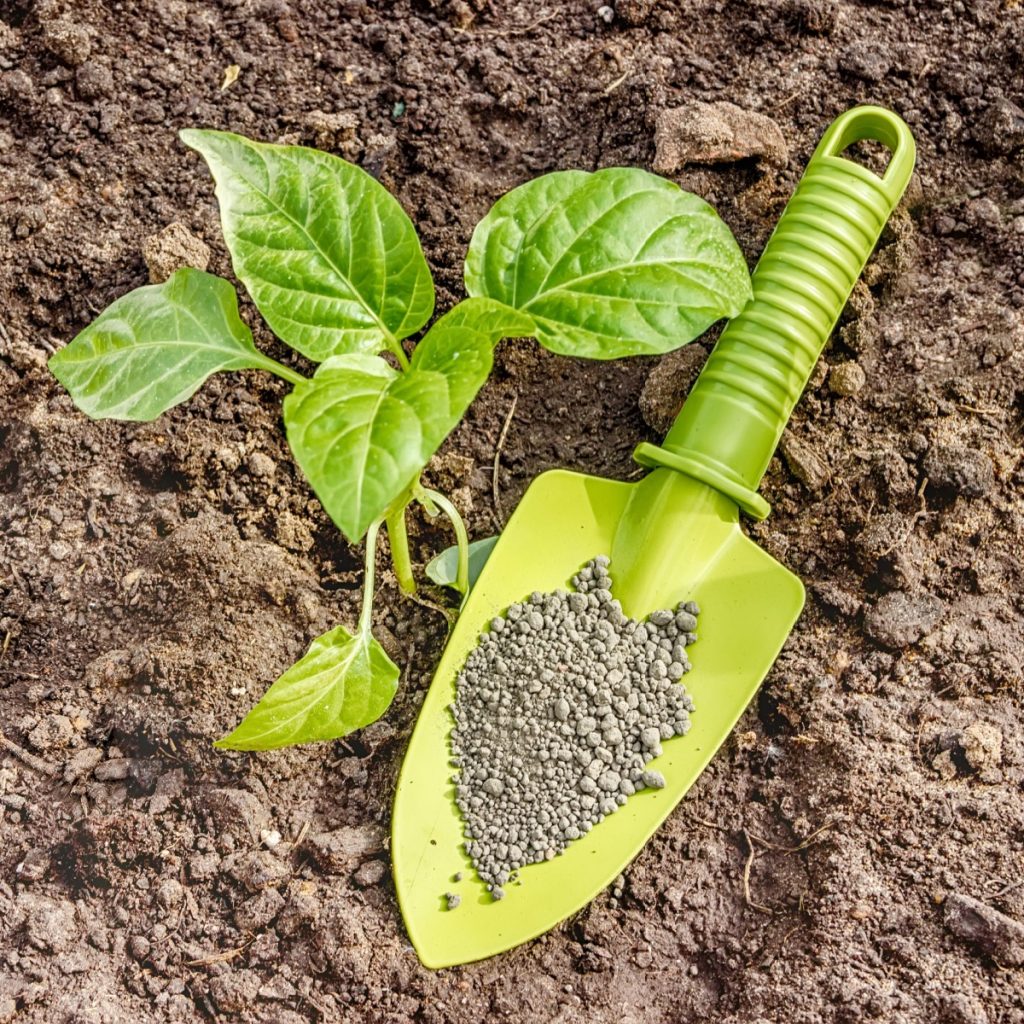 Young pepper plant and a shovel of fertilizer