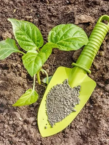 Fertilize Pepper Plants
