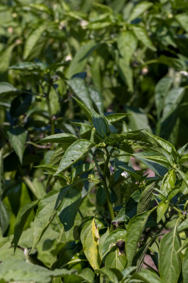 Pepper plants without any ripening peppers or blooms
