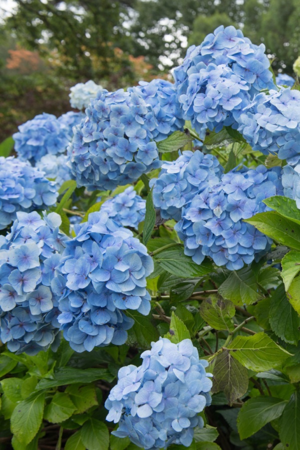  blue flowers