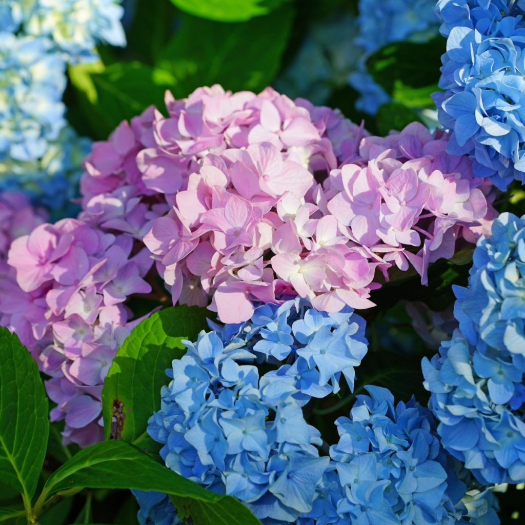 Pink and blue hydrangea blooms - change color of hydrangeas