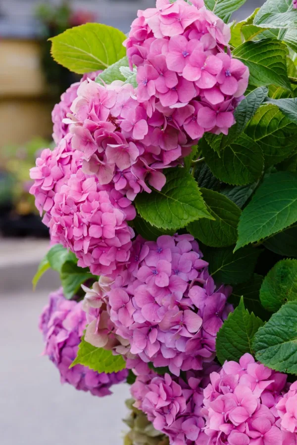 Change color of hydrangeas to pink