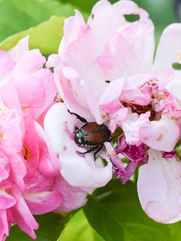 Protect rose bushes from Japanese Beetles