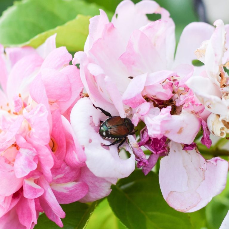 Protect rose bushes from Japanese Beetles