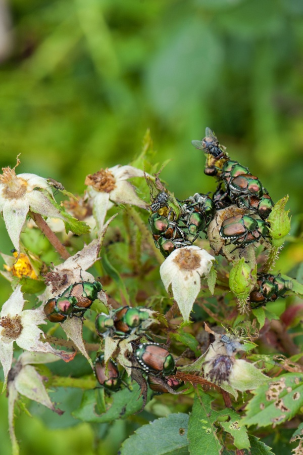 Large infestation of Japanese beetles on rose bushes
