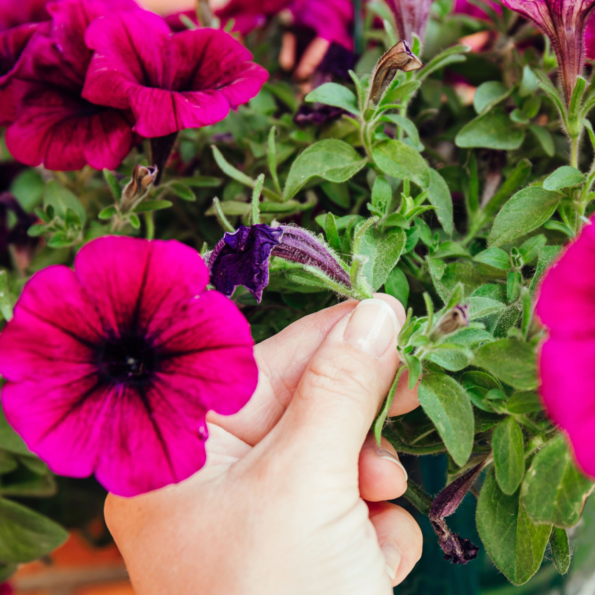 deadhead petunias Archives Simple Garden Life