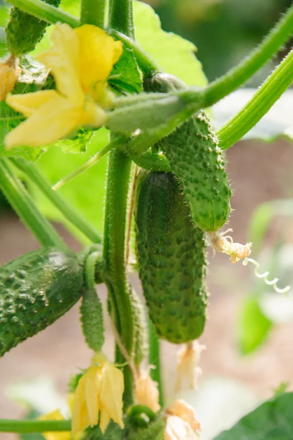 fertilize cucumbers in the summer