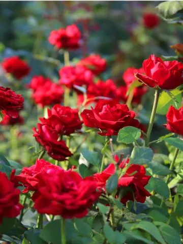 how to deadhead and fertilize rose bushes