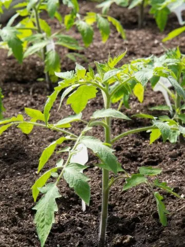 tomato plants growing fast