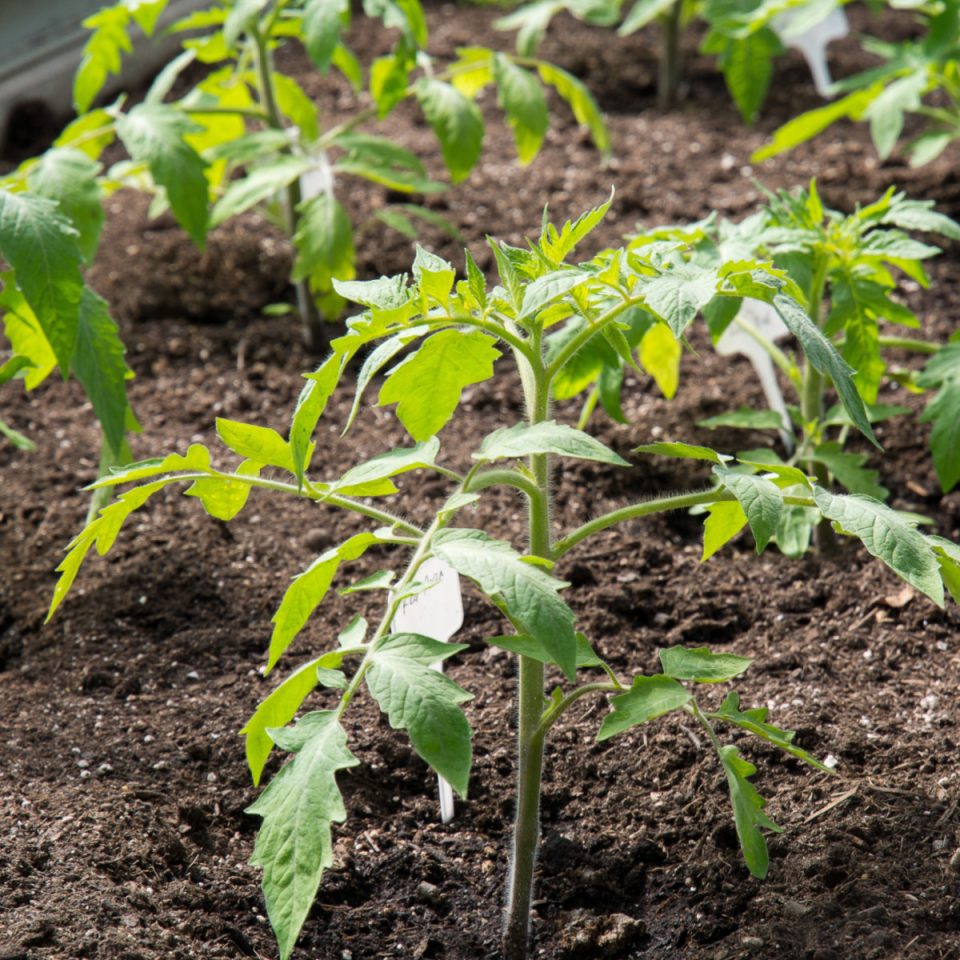 How To Get Tomato Plants Growing Fast Get Tomatoes To Grow!