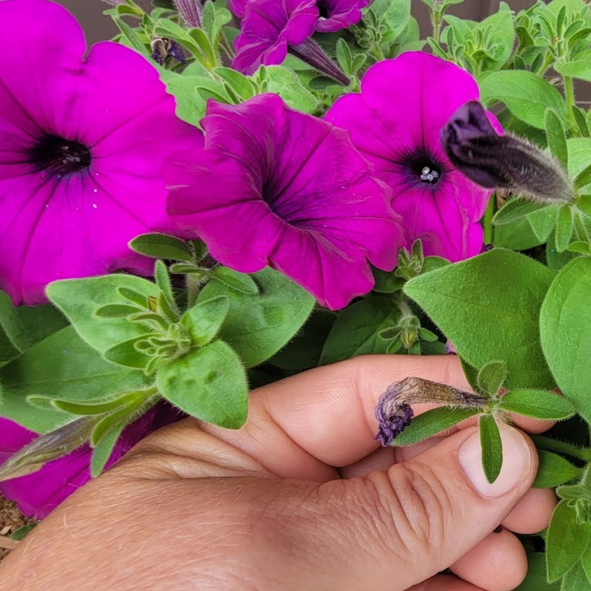 The Best Way To Deadhead Petunias Get Petunias To Bloom Big!