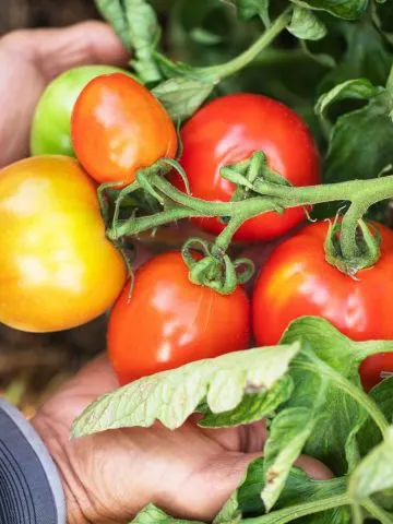 fertilize tomato plants in the summer