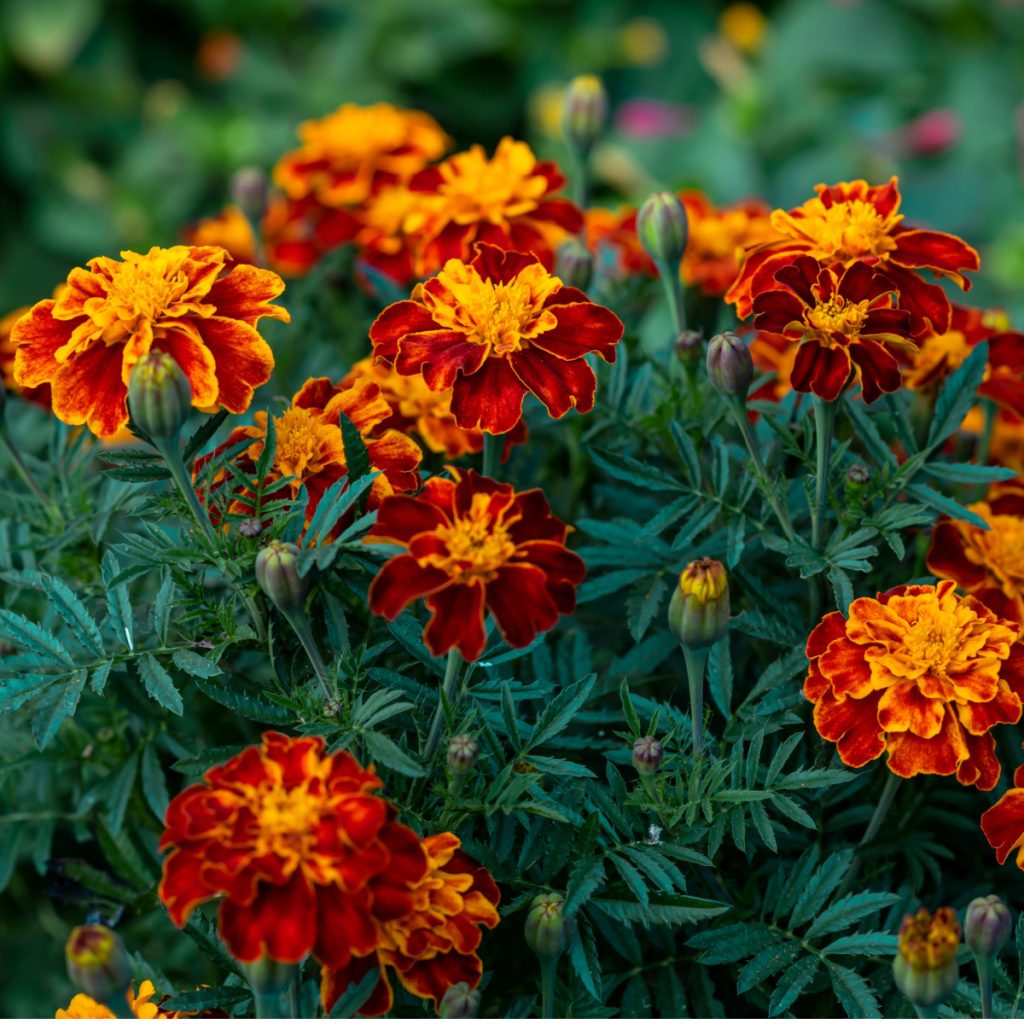 marigolds green - fertilizers for hanging baskets and pots and containers