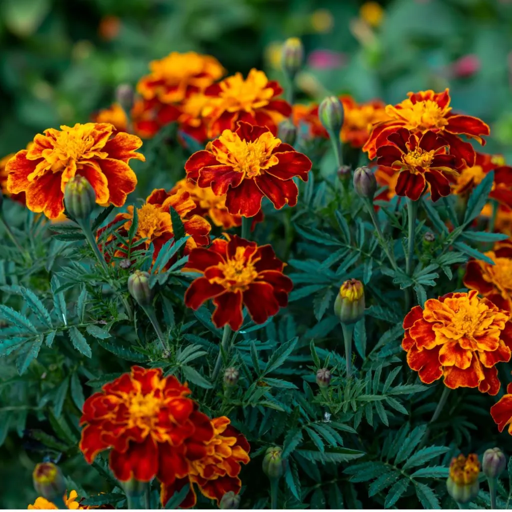 marigolds green - fertilizers for hanging baskets and pots and containers