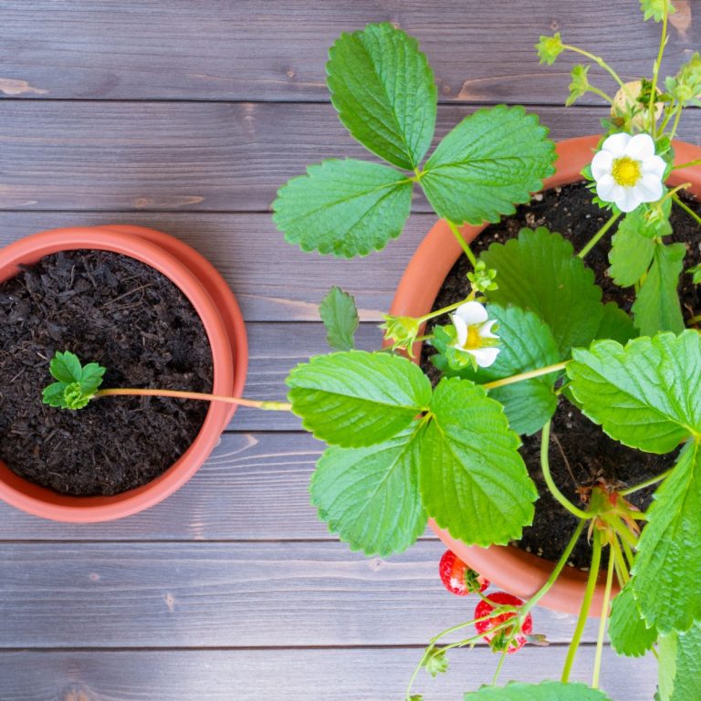 Strawberry runner and mature plant