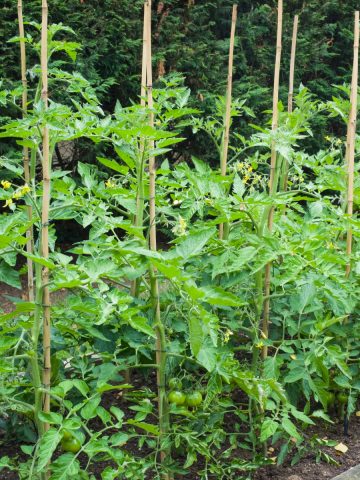 supercharge tomato plants