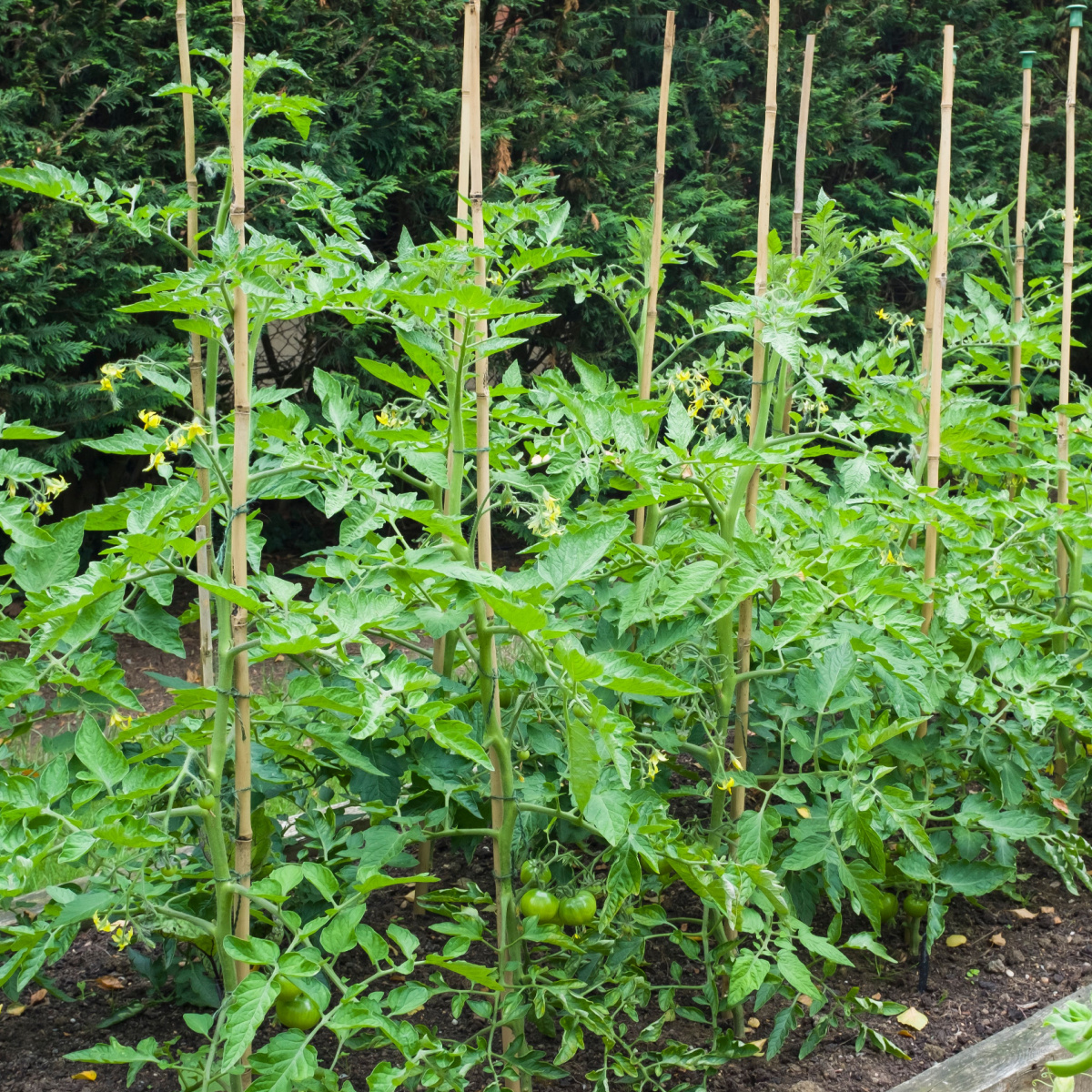 supercharge tomato plants